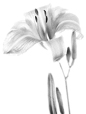 Lily Black and White
